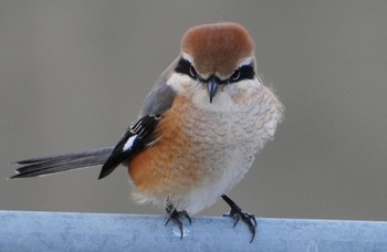 Mon, 1/15/2024 Birding report at 恩智川治水緑地