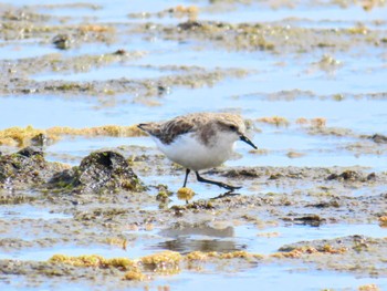 Red-necked Stint Long Reef(Australia, NSW) Fri, 1/5/2024