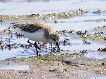 Red-necked Stint Long Reef(Australia, NSW) Fri, 1/5/2024