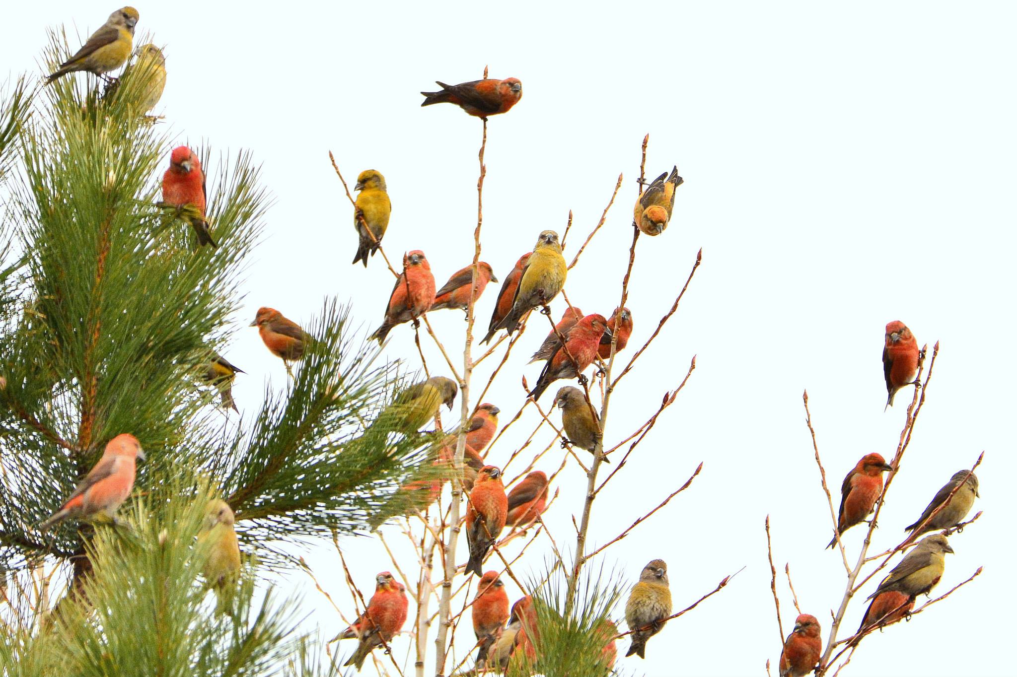 Red Crossbill