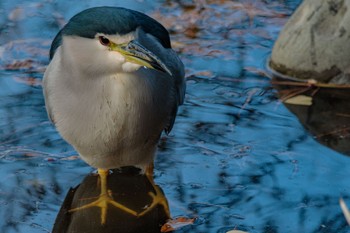 ゴイサギ 善福寺公園 2023年12月18日(月)