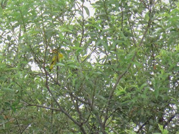 Black-naped Oriole 岐阜県 Thu, 8/10/2017