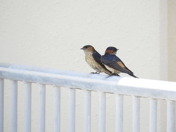 コシアカツバメ 愛知県 2017年5月22日(月)