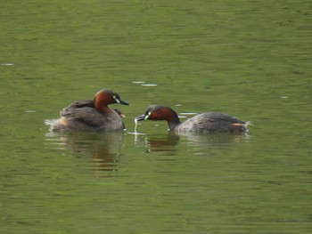 Little Grebe 定光寺公園 Fri, 9/15/2017