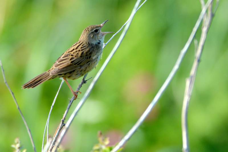 Photo of Lanceolated Warbler at 北海道 by Markee Norman