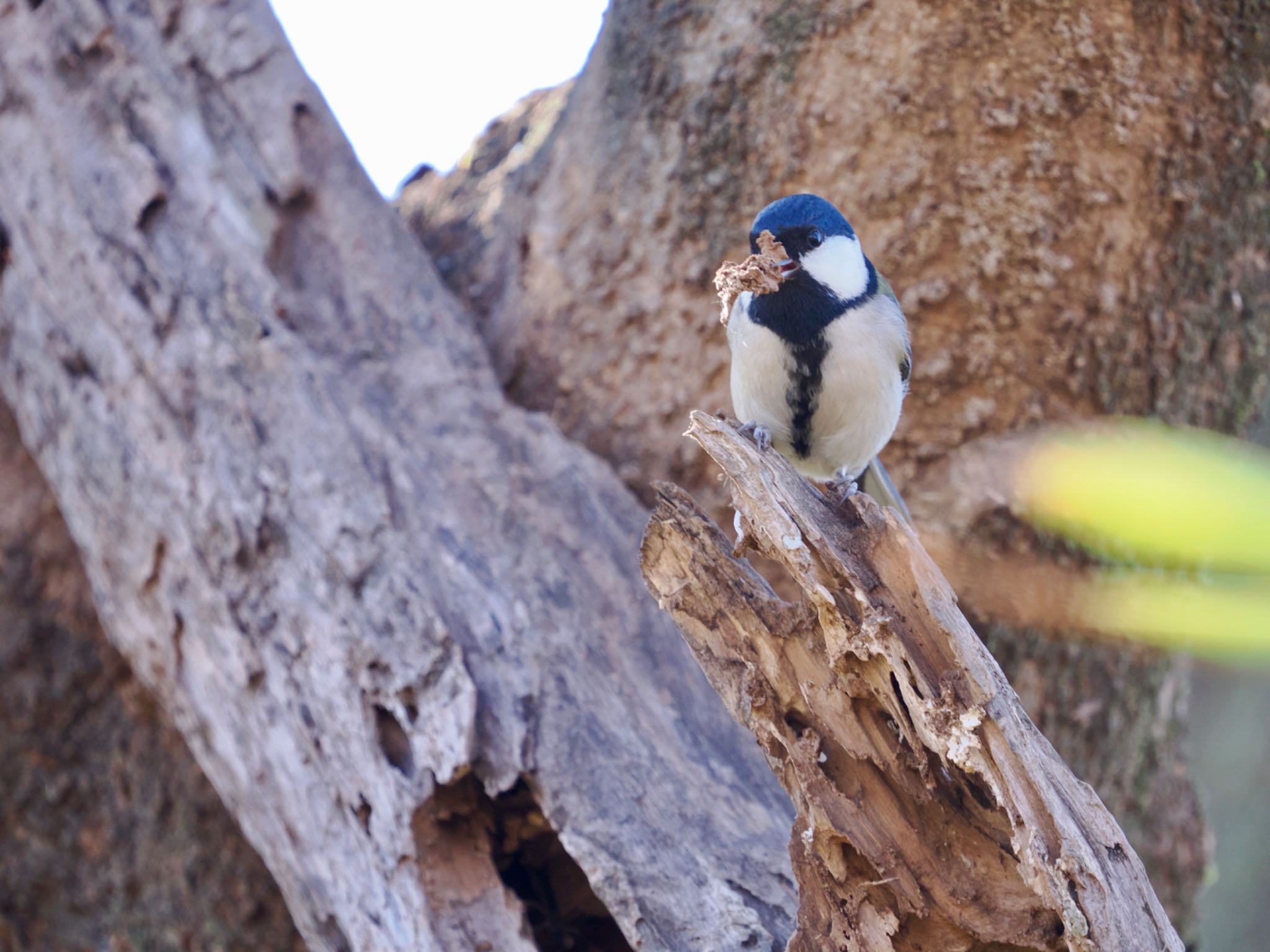 Japanese Tit