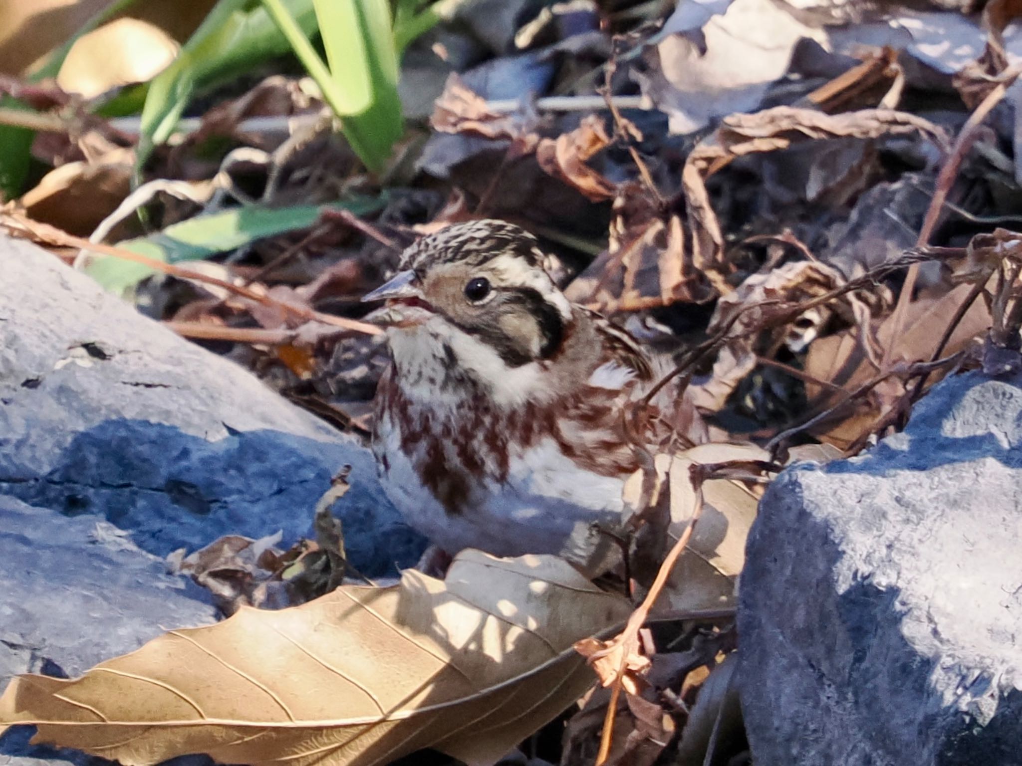 Rustic Bunting