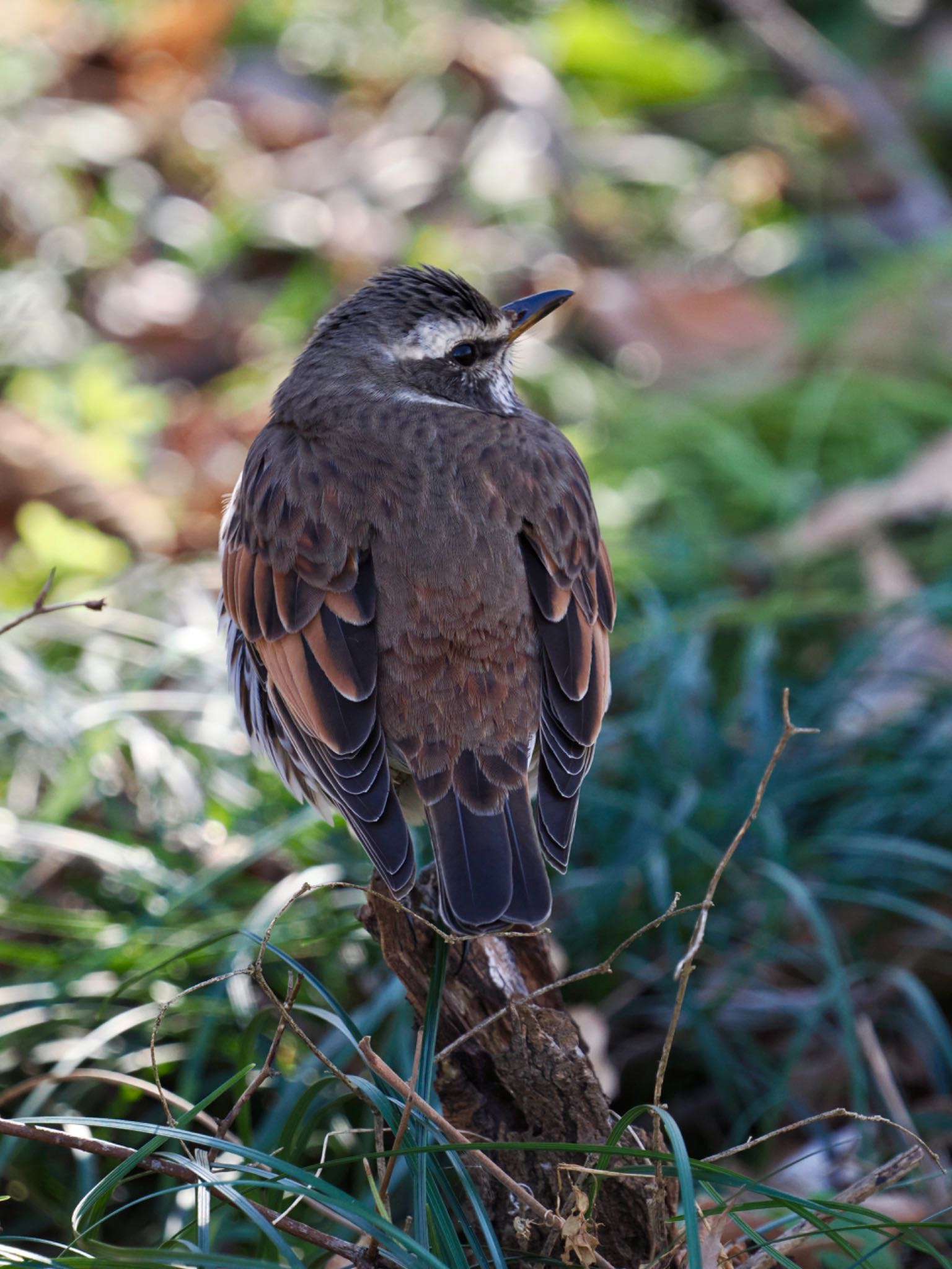 Dusky Thrush