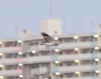 ハイイロチュウヒ 高槻 2024年1月15日(月)