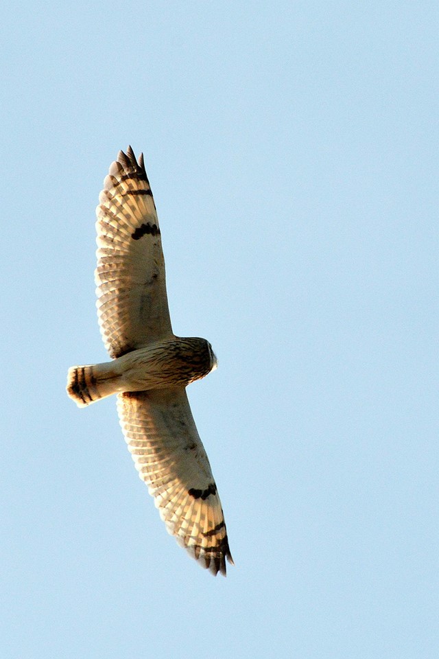 Photo of Short-eared Owl at 北海道 by Markee Norman