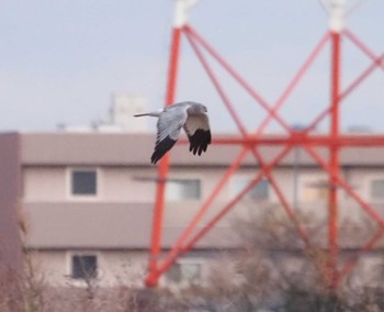 ハイイロチュウヒ 高槻 2024年1月15日(月)