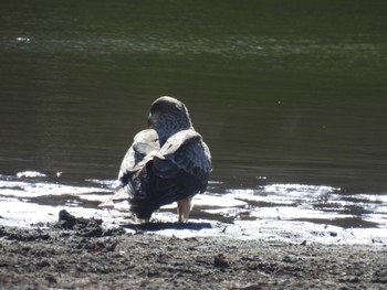 Mon, 1/15/2024 Birding report at 愛知県緑化センター 昭和の森