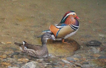 Mandarin Duck おしどりの里 Sat, 1/13/2024