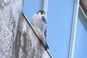 2024年1月14日(日) 多摩川の野鳥観察記録