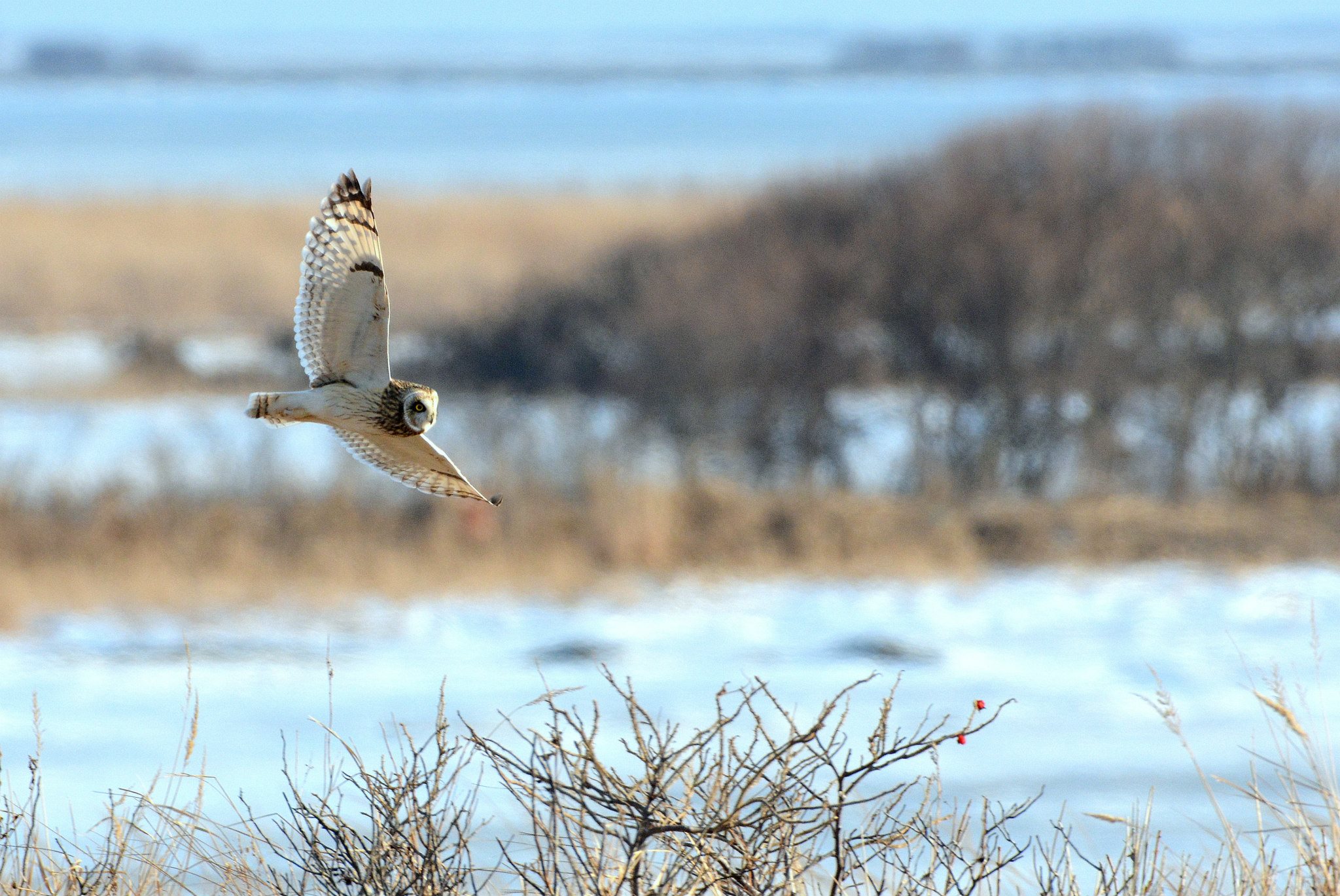 北海道 コミミズクの写真 by Markee Norman