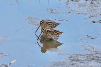 Common Snipe 平塚田んぼ Sat, 1/13/2024