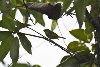 White-spectacled Warbler Doi Sanju Wed, 2/22/2023