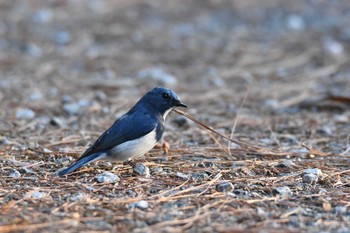 Ultramarine Flycatcher Doi Sanju Wed, 2/22/2023