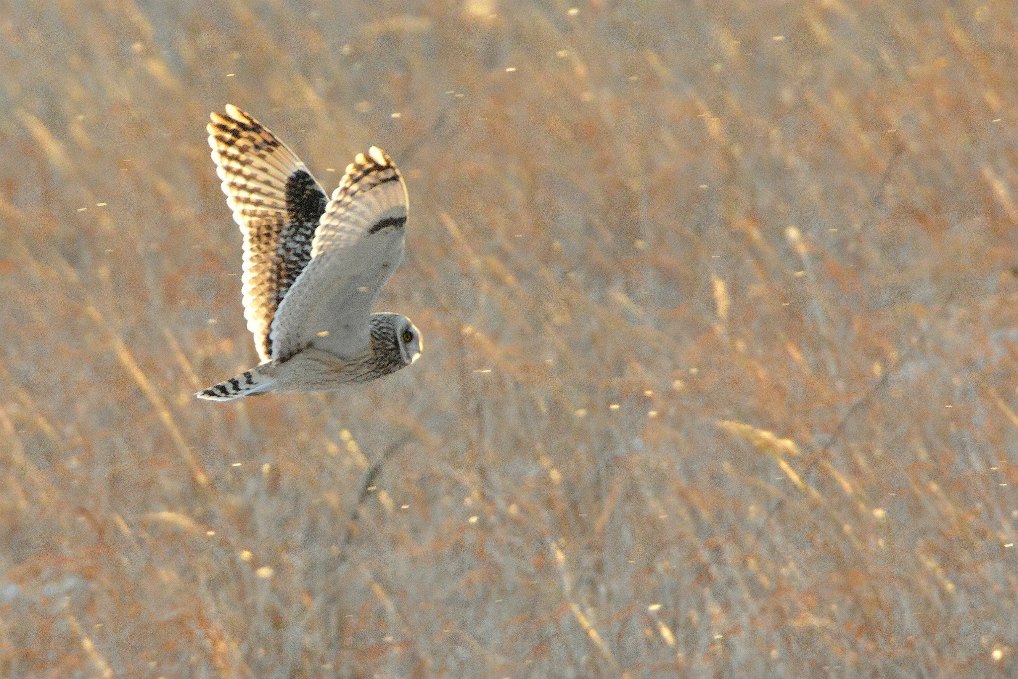 北海道 コミミズクの写真 by Markee Norman