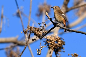 Daurian Redstart 加木屋緑地 Sun, 1/14/2024