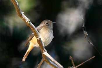 Daurian Redstart 加木屋緑地 Sun, 1/14/2024