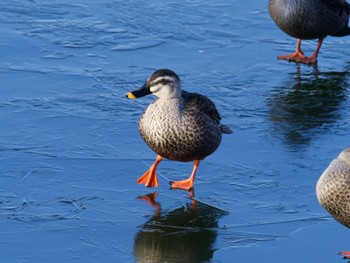 2024年1月14日(日) 小諸発電所第一調整池(杉の木貯水池)の野鳥観察記録