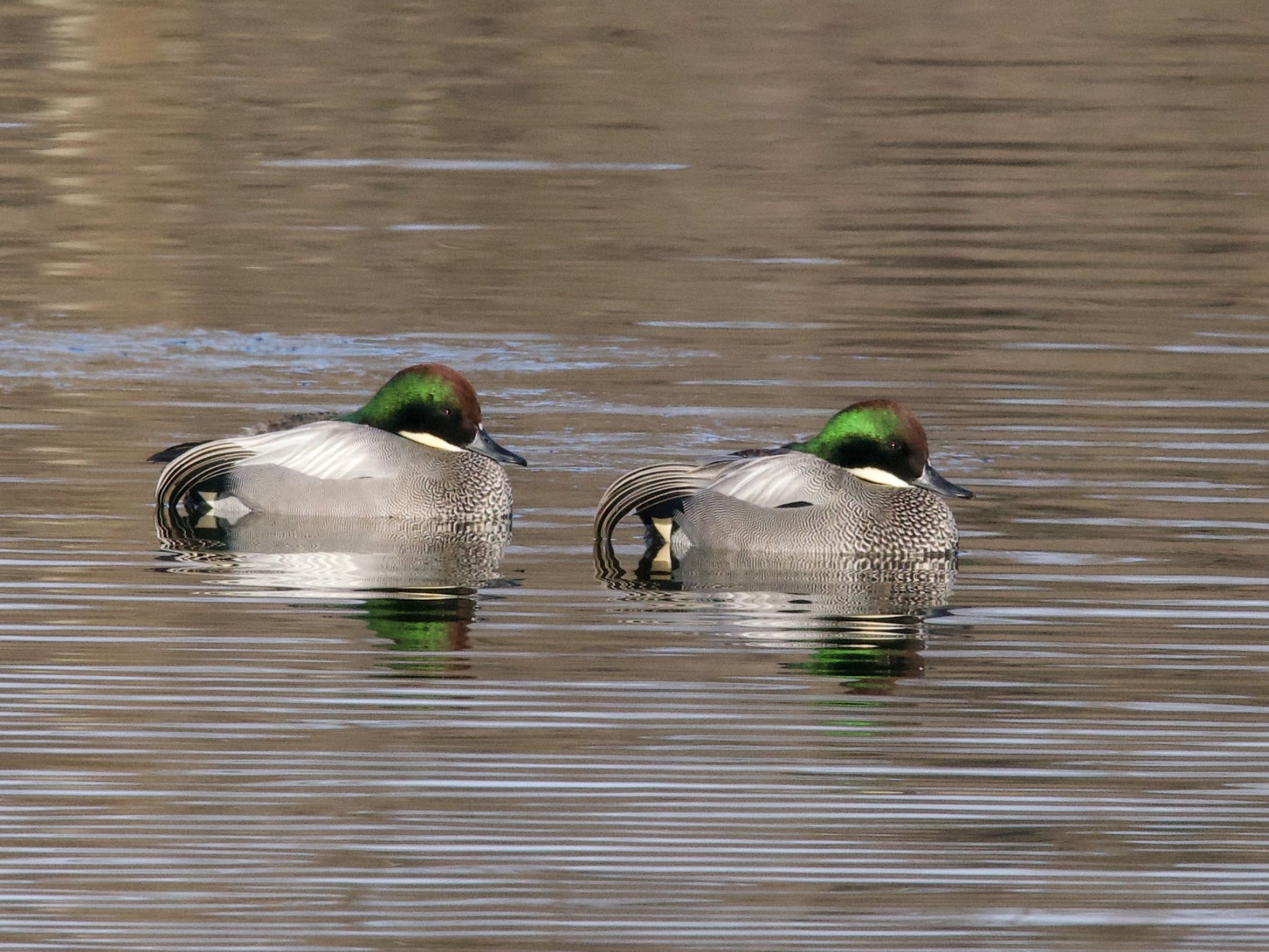 Falcated Duck