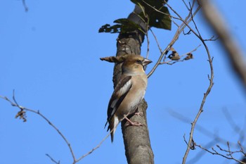 2023年12月9日(土) 井頭公園の野鳥観察記録