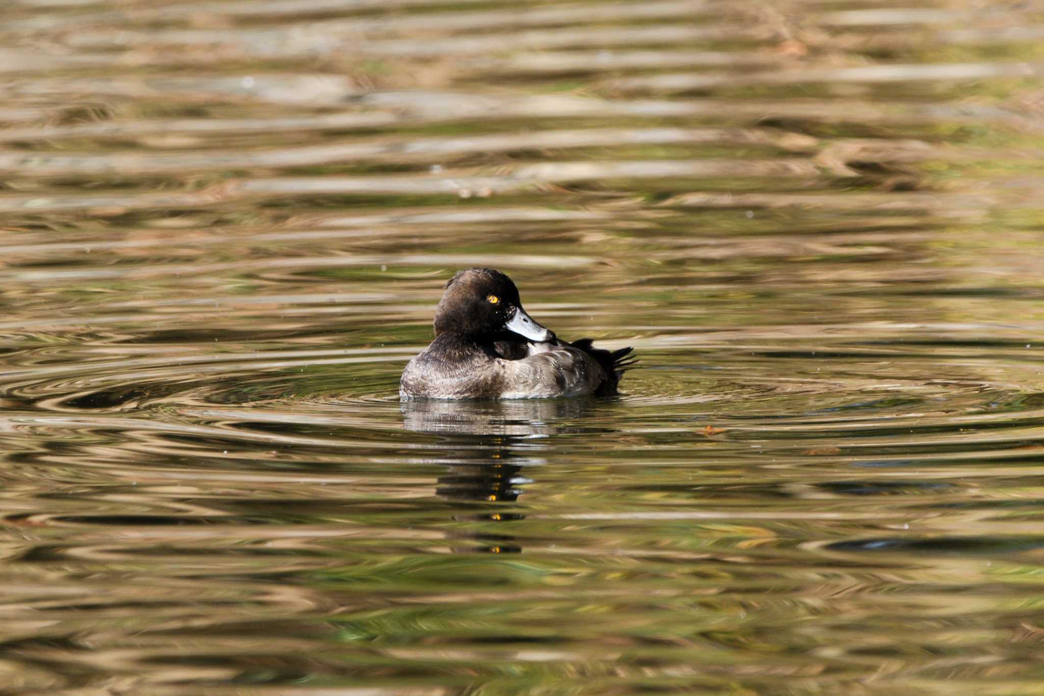 Tufted Duck