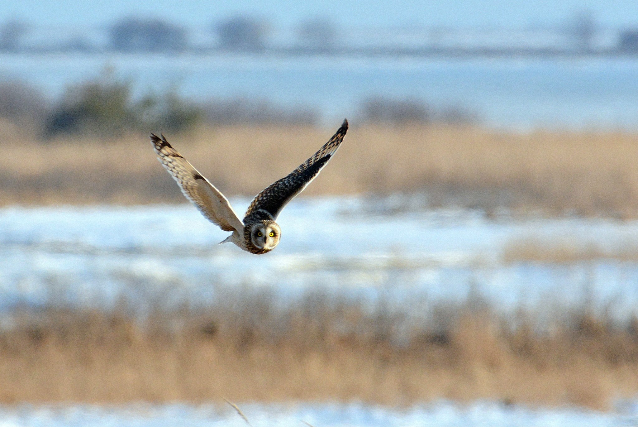 北海道 コミミズクの写真 by Markee Norman