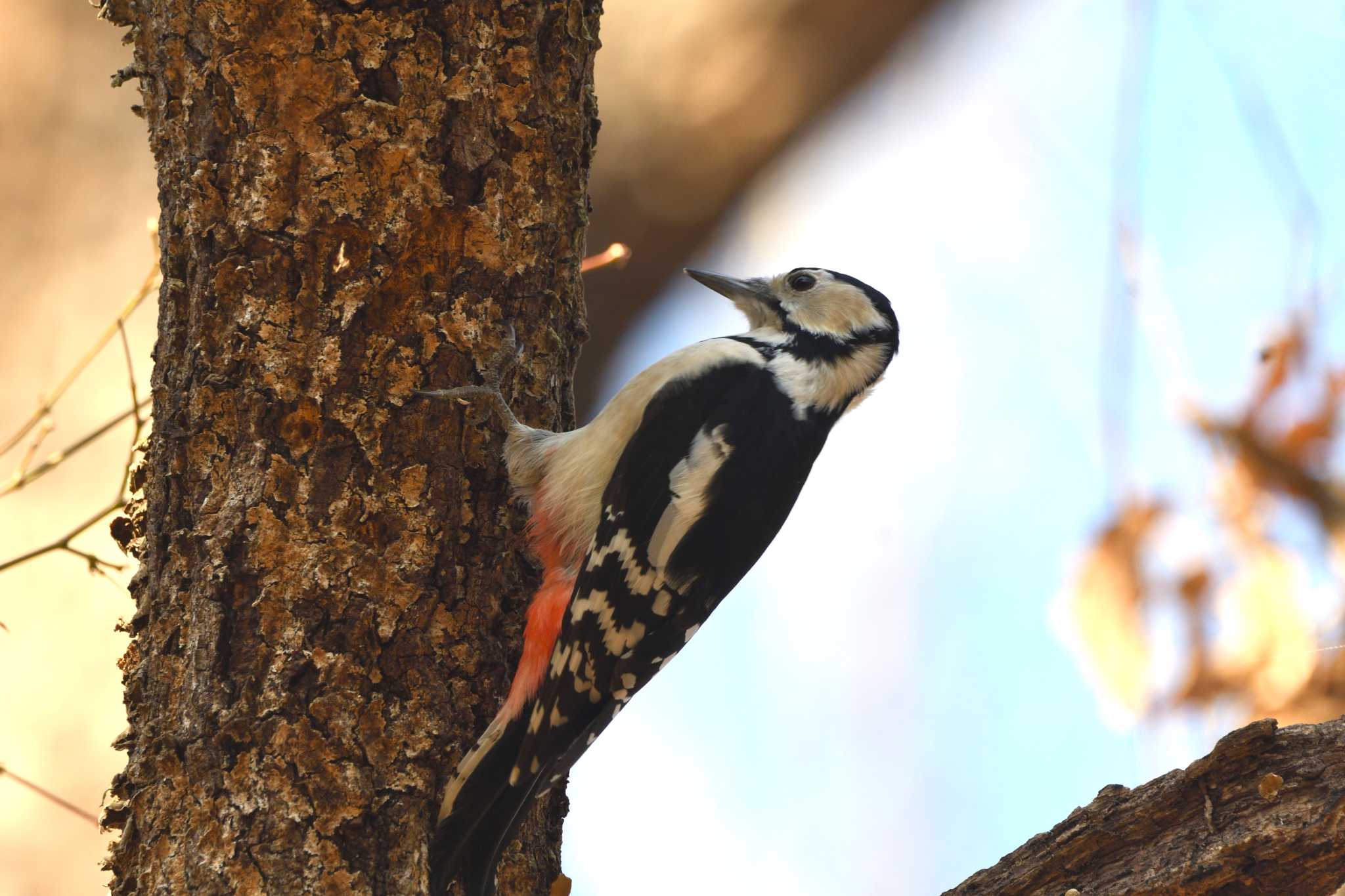 Great Spotted Woodpecker