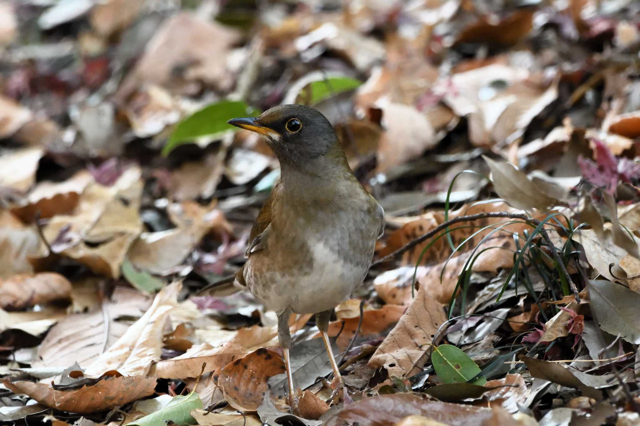 Pale Thrush