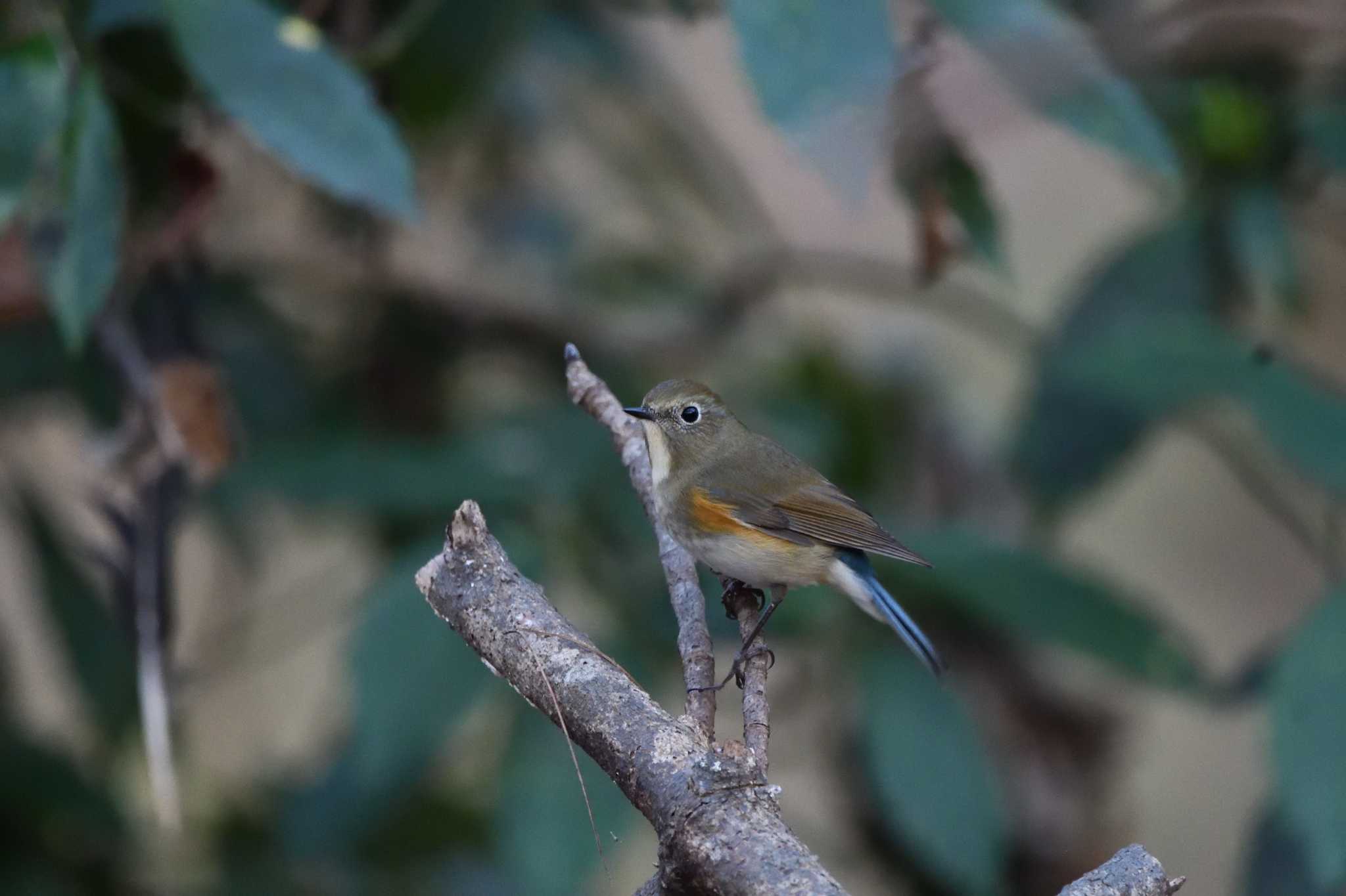 Red-flanked Bluetail