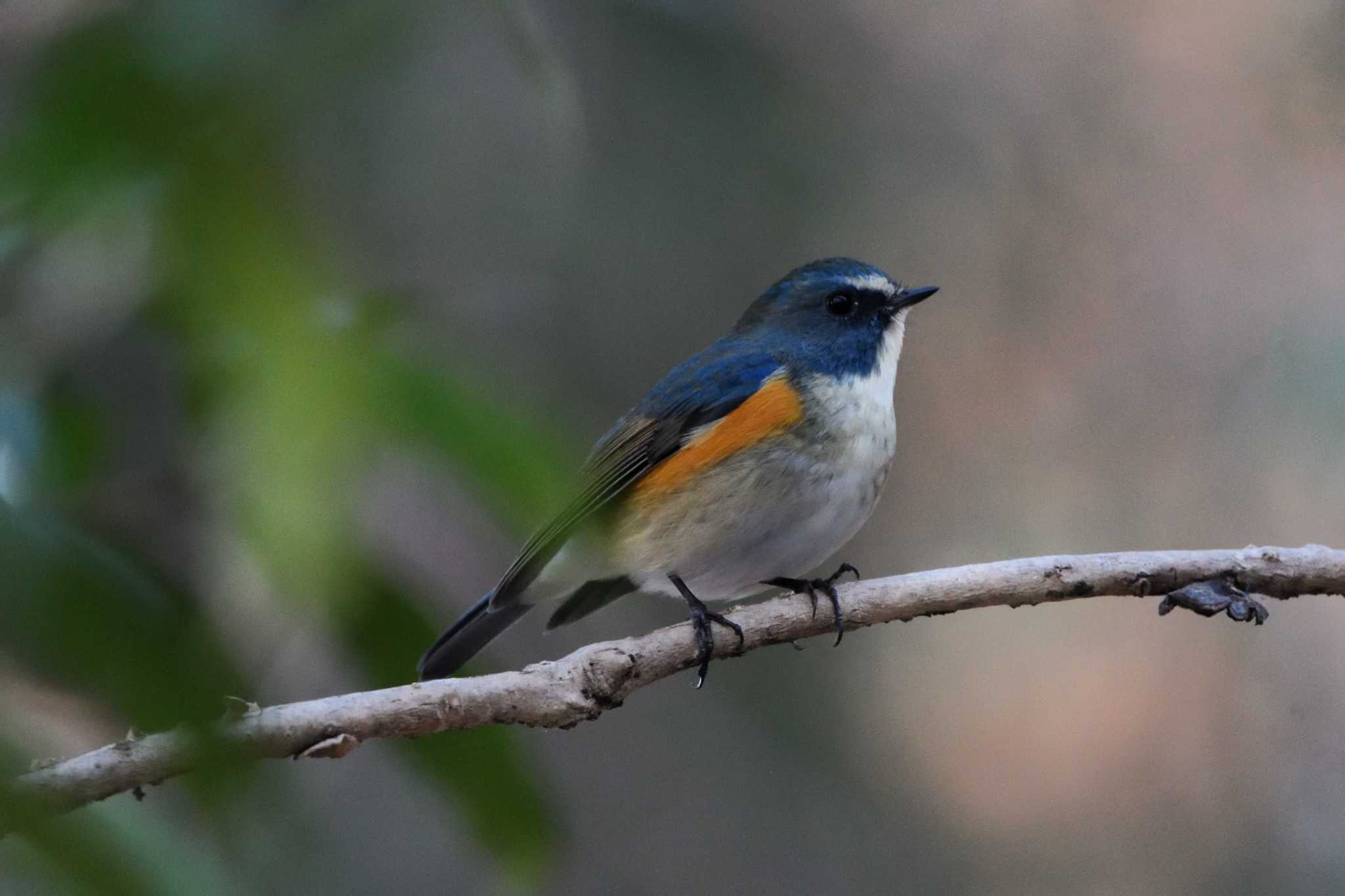 Red-flanked Bluetail