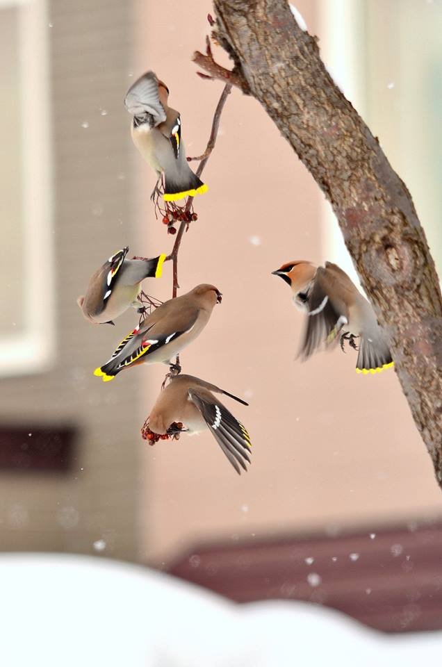 Photo of Bohemian Waxwing at 北海道 by Markee Norman