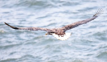 White-tailed Eagle 納沙布岬 Wed, 1/3/2024