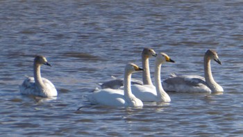 Whooper Swan 多々良沼公園 Mon, 1/8/2024