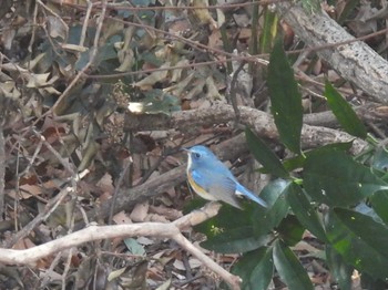 Red-flanked Bluetail Minuma Rice Field Sat, 1/13/2024