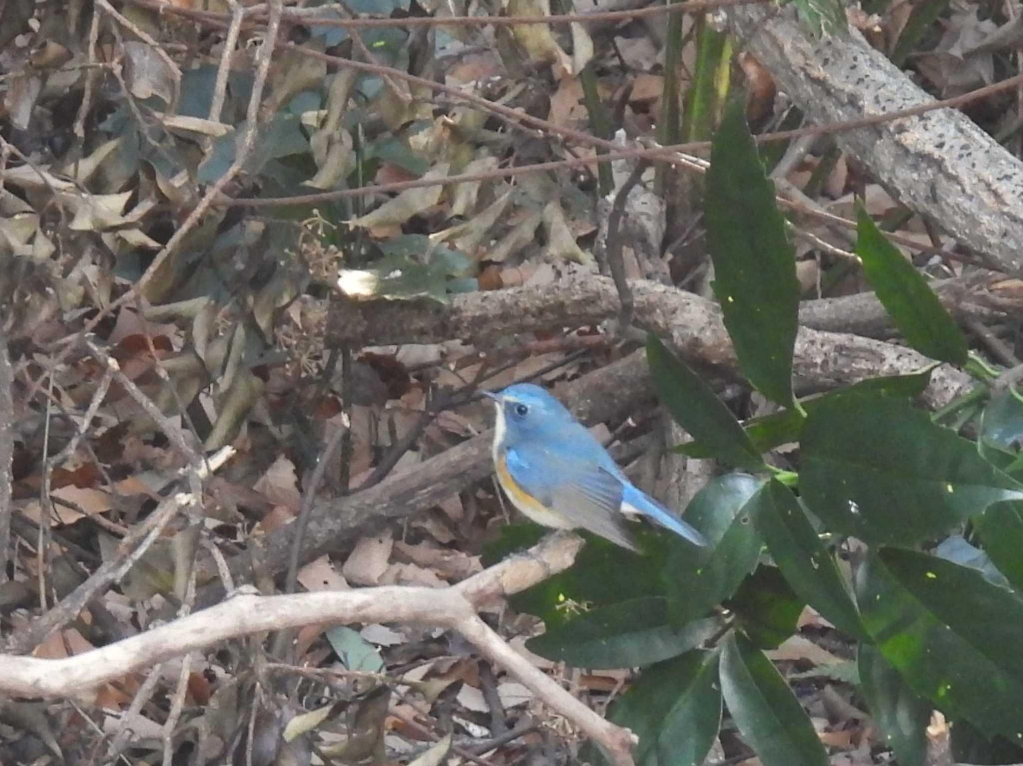 Red-flanked Bluetail