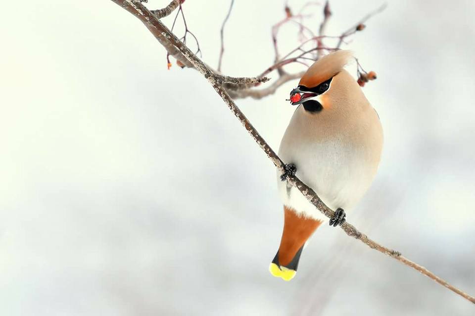 Photo of Bohemian Waxwing at 北海道 by Markee Norman