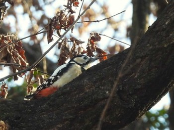 Great Spotted Woodpecker Minuma Rice Field Sat, 1/13/2024