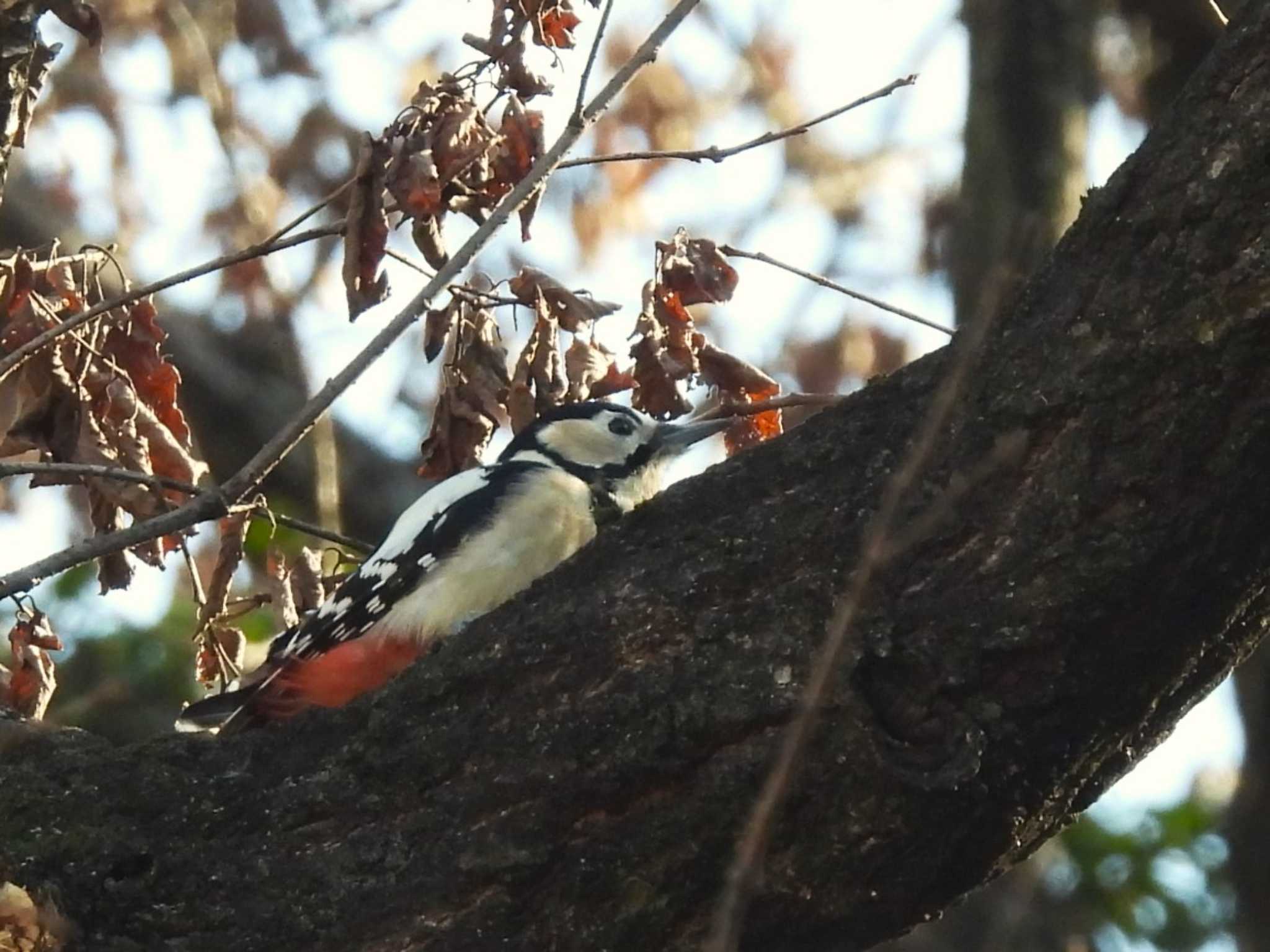 Great Spotted Woodpecker