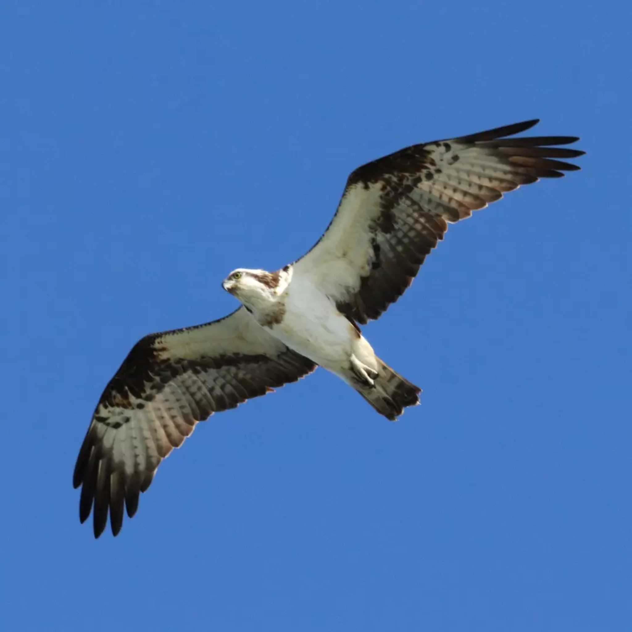 Photo of Osprey at 福岡県芦屋町 by 鳥茶漬け