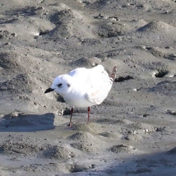 Saunders's Gull 曽根干潟(曾根干潟) Sun, 1/14/2024