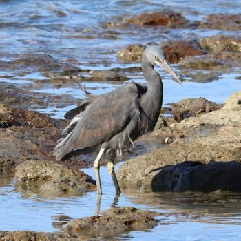 Pacific Reef Heron 芦屋千畳敷 Sun, 1/14/2024