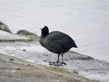 Wed, 1/3/2024 Birding report at 日の出三番瀬沿い緑道