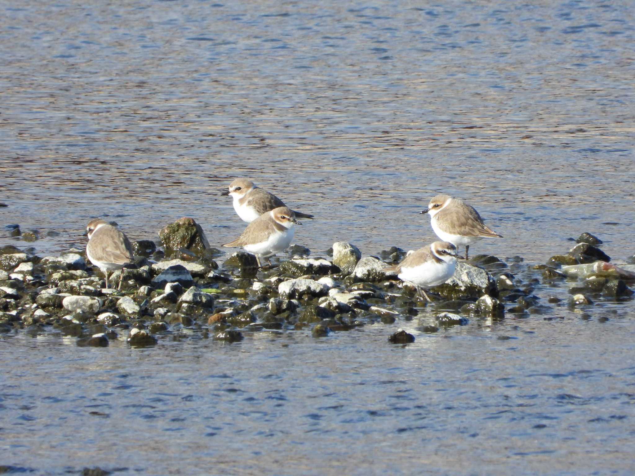 Photo of Kentish Plover at 大和川南岸(堺市七道) by ひよひよ