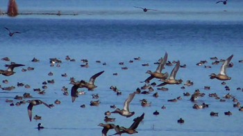 2023年10月22日(日) 北印旛沼の野鳥観察記録