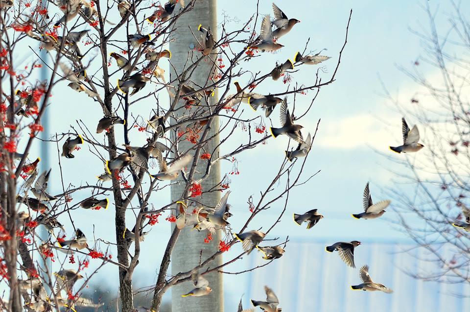 Photo of Bohemian Waxwing at 北海道 by Markee Norman