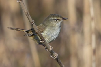 Japanese Bush Warbler Unknown Spots Sun, 1/14/2024